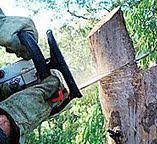Best Arborist Consultation Services  in Duncan, SC