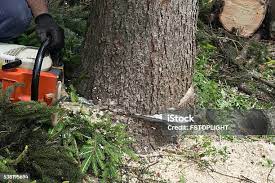 Reliable Duncan, SC Tree Care Solutions