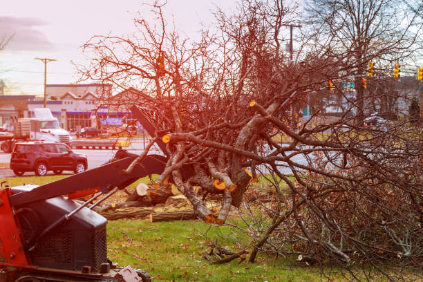 Best Tree and Shrub Care  in Duncan, SC