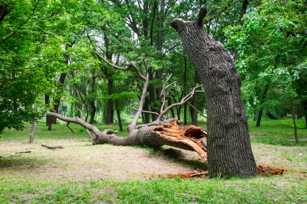 Best Storm Damage Tree Cleanup  in Duncan, SC