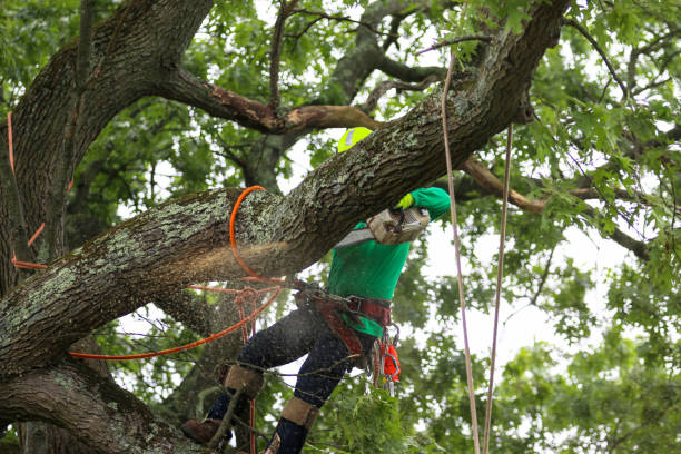 Best Hazardous Tree Removal  in Duncan, SC