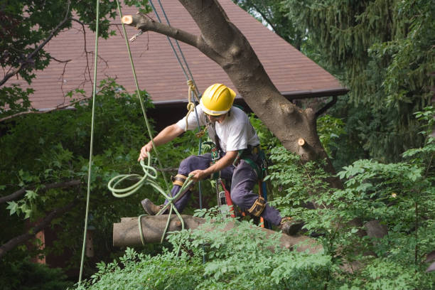 Best Seasonal Cleanup (Spring/Fall)  in Duncan, SC