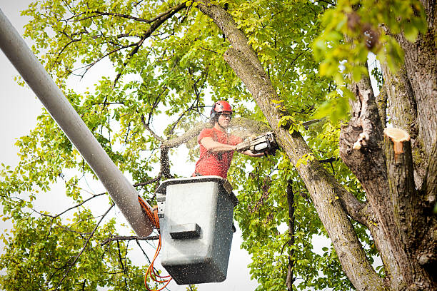 Best Emergency Tree Removal  in Duncan, SC