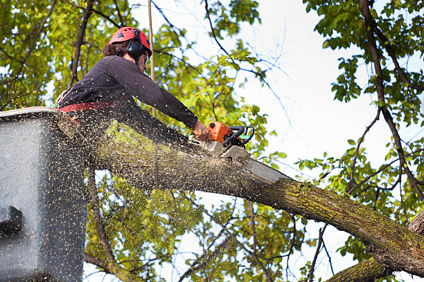 Best Lawn Maintenance Plans  in Duncan, SC