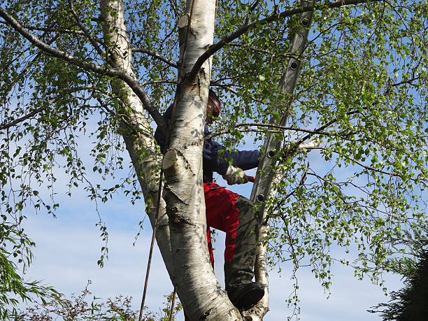 Best Fruit Tree Pruning  in Duncan, SC