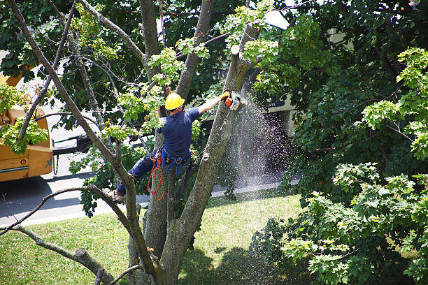 Pest Control for Lawns in Duncan, SC