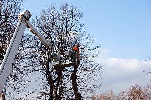 How Our Tree Care Process Works  in  Duncan, SC