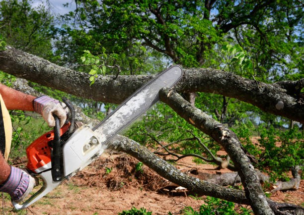 Best Tree Risk Assessment  in Duncan, SC